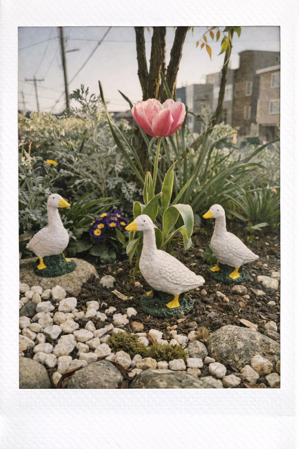 A flock of Mini Porch Geese