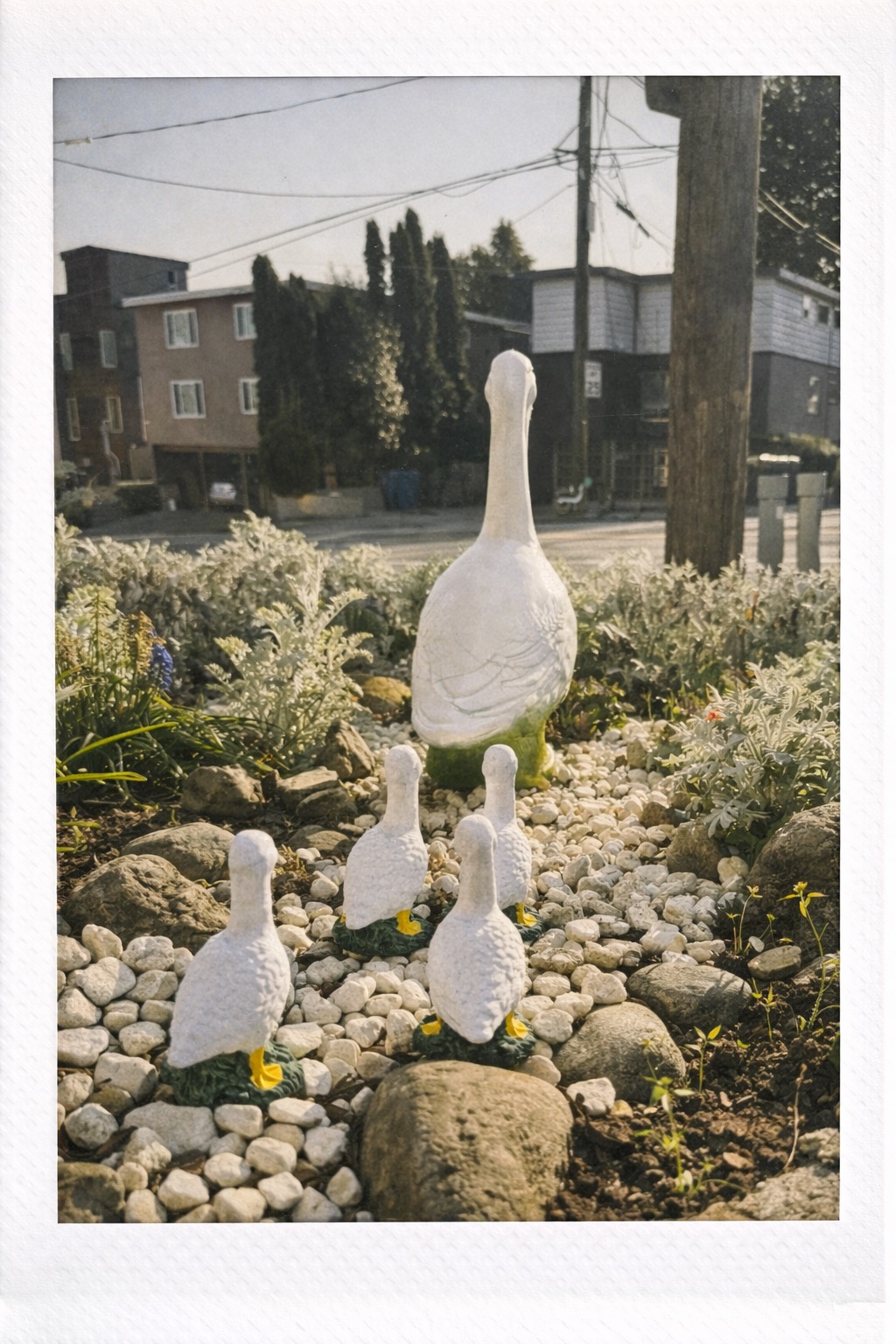 Mini Porch Goose following along